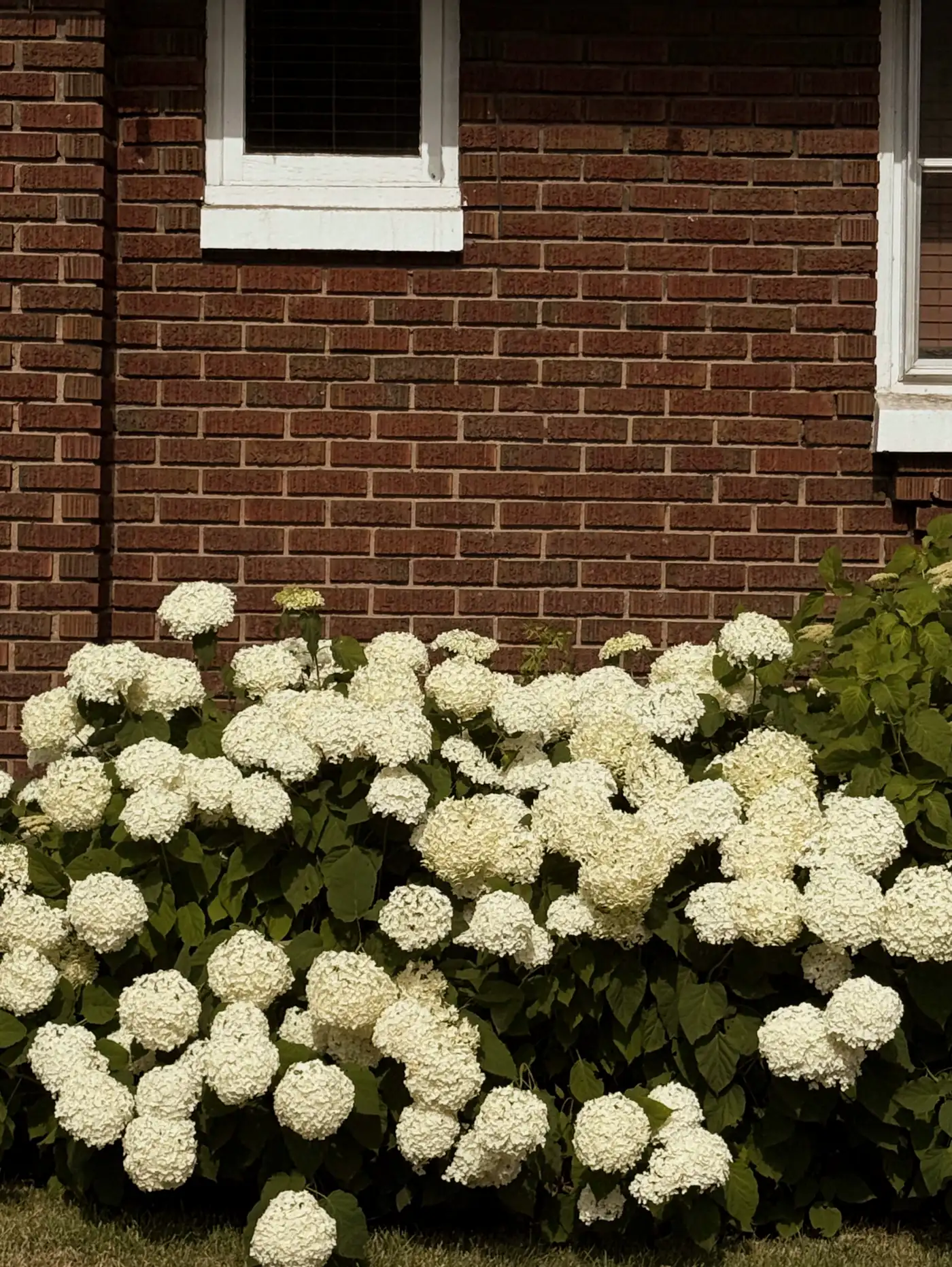 Hydrangeas in full bloom